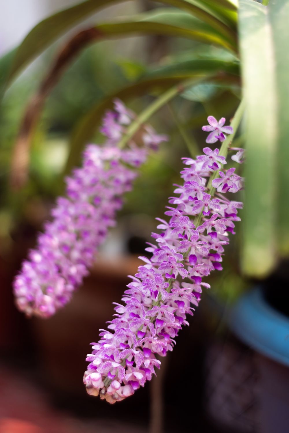 A real foxtail orchid in bloom: a hanging spray of small lilac flowers